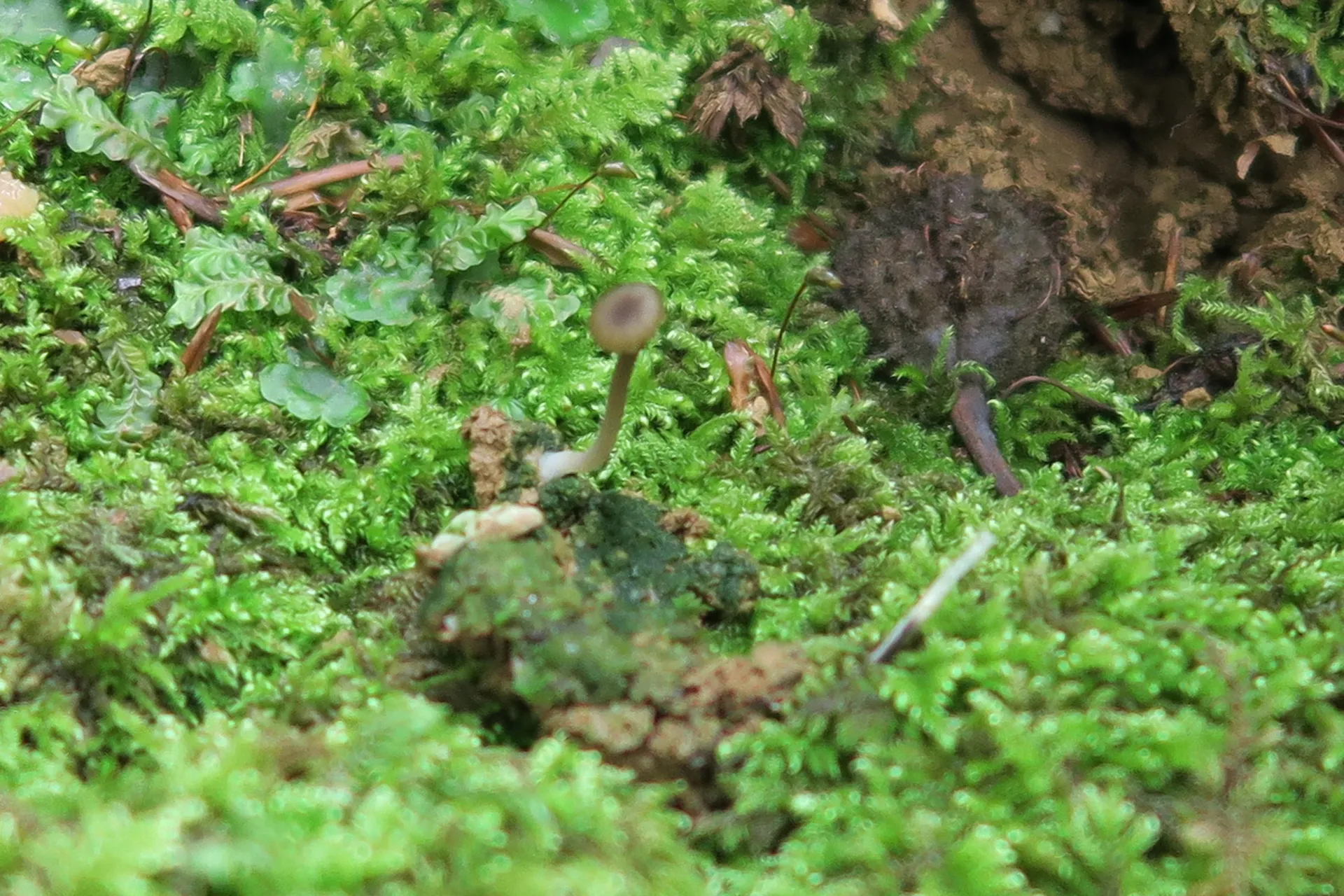 Lichenomphalia velutina - 1
